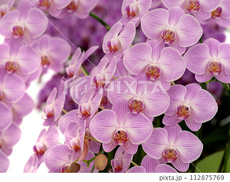 ピンクのコチョウラン 112875769