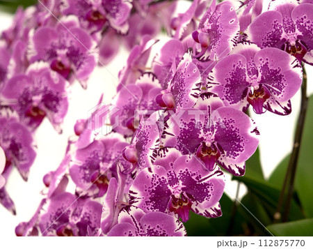 ピンクのコチョウラン 112875770