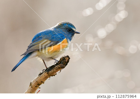 冬に公園のバードウォッチングで出会う美しい青い小鳥ルリビタキ 112875964