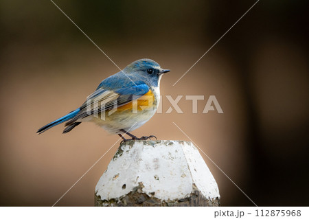 冬に公園のバードウォッチングで出会う美しい青い小鳥ルリビタキ 112875968