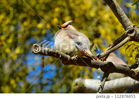 公園のバードウォッチングで冬に見られる美しい渡り鳥ヒレンジャク 112876055