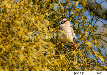 公園のバードウォッチングで冬に見られる美しい渡り鳥ヒレンジャク 公園のバードウォッチングで冬に見られる美しい渡り鳥ヒレンジャク 112876056