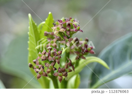 アオキの雌花 アオキの雌花 112876063