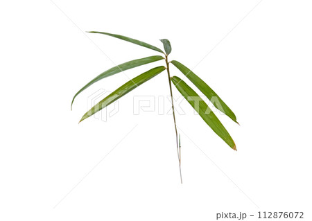Green bamboo leaves isolated on white 112876072