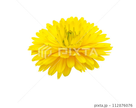 Calendula or marigold yellow flower isolated on white Calendula or marigold yellow flower isolated on white 112876076