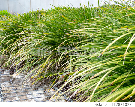 Carex morrowii or Japanese sedge leaves closeup. 112876078