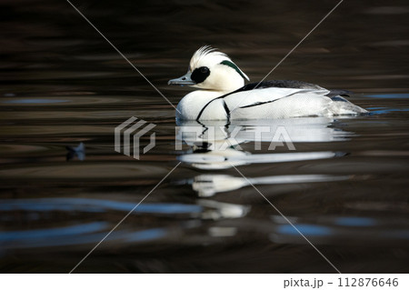 バードウォッチングで冬の公園の水辺で見られる白黒のパンダのような美しいカモ、ミコアイサ バードウォッチングで冬の公園の水辺で見られる白黒のパンダのような美しいカモ、ミコアイサ 112876646