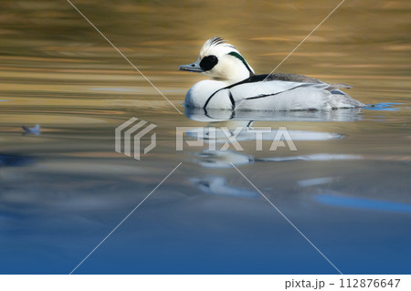 バードウォッチングで冬の公園の水辺で見られる白黒のパンダのような美しいカモ、ミコアイサ 112876647