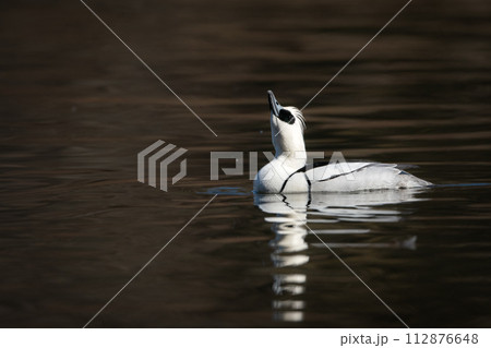 バードウォッチングで冬の公園の水辺で見られる白黒のパンダのような美しいカモ、ミコアイサ 112876648