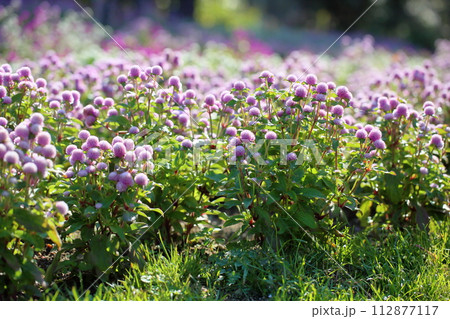 満開　センニチコウの花 112877117