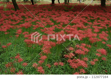 彼岸花群生 112877164