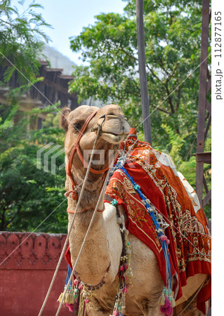 Vertical image of camel for tourist routes in pink city of Jaipur in Rajasthan. 112877165