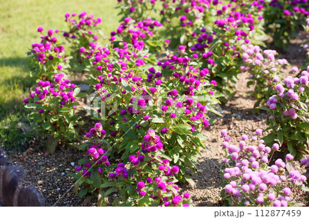 満開 センニチコウの花 満開 センニチコウの花 112877459