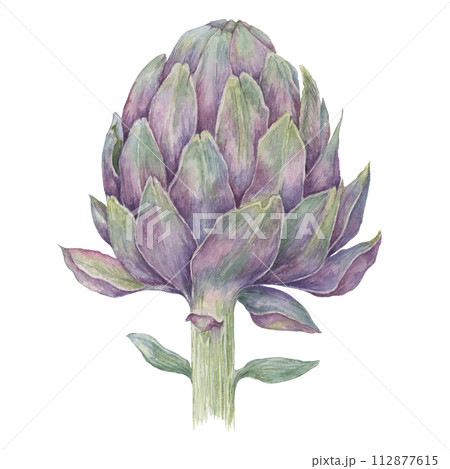 Single globe artichoke isolated on white background Single globe artichoke isolated on white background 112877615