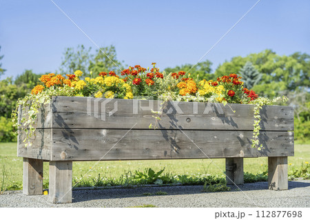 マリーゴールド　百合が原公園　札幌市 112877698