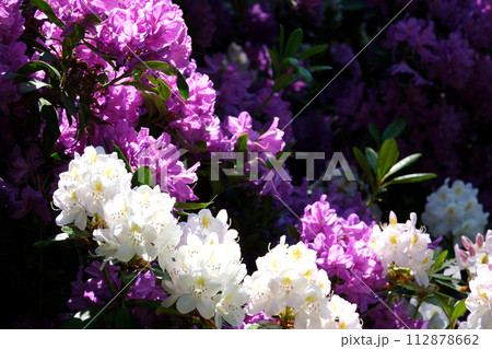 Pink rhododendron blowing in the wind, summer time. High quality 4k footage Pink rhododendron blowing in the wind, summer time. High quality 4k footage 112878662