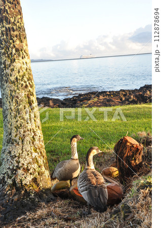 ハワイ島ヒロの海辺にいた鳥 112878694
