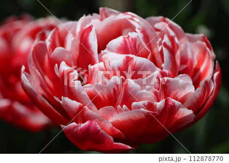 ネーミングもかわいいチューリップの品種ー七 112878770