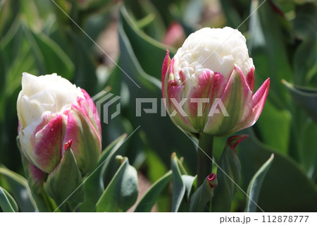 ネーミングもかわいいチューリップの品種 112878777