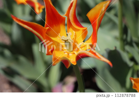 春の花壇には欠かせないチューリップの花 春の花壇には欠かせないチューリップの花 112878788