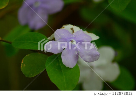 可憐な花	匂蕃茉莉（ニオイバンマツリ） 112878812