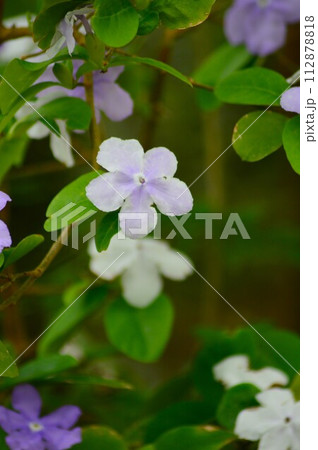 薄紫色の花を咲かす匂蕃茉莉(ニオイバンマツリ) 薄紫色の花を咲かす匂蕃茉莉(ニオイバンマツリ) 112878818