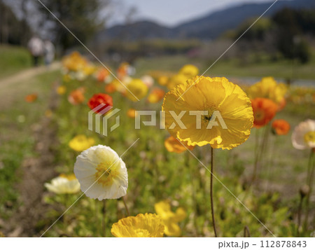 春風に揺れる散歩道のポピー 112878843