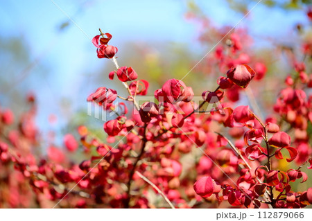 コマユミ紅葉 112879066