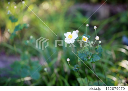 シュウメイギクの花 112879070