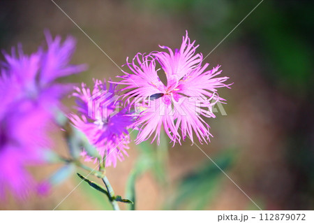 カワラナデシコの花 カワラナデシコの花 112879072