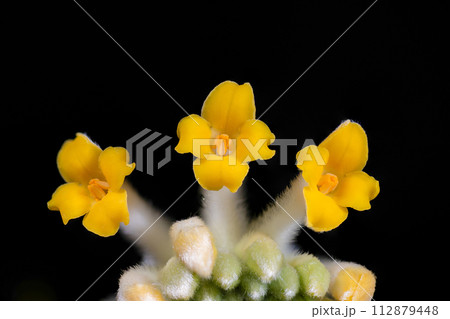 開花初期のミツマタ 開花初期のミツマタ 112879448