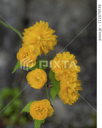 満開の山吹の花が美しい 112879536