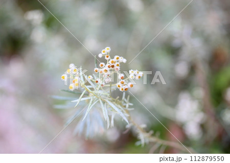 カワラハハコの花 112879550