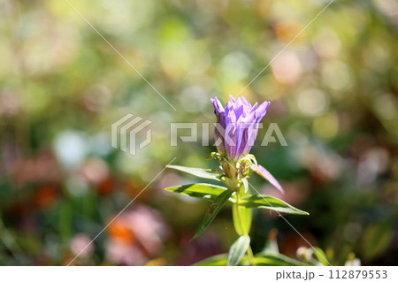 リンドウの花 112879553