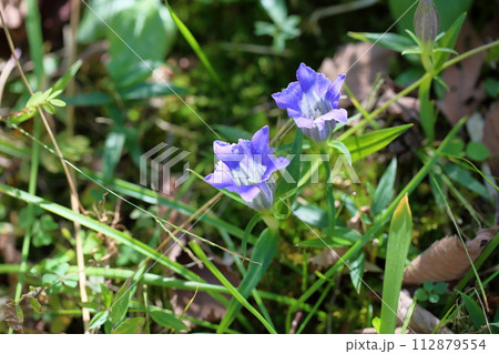 リンドウの花 112879554