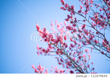 梅の花と空 梅の花と空 112879649