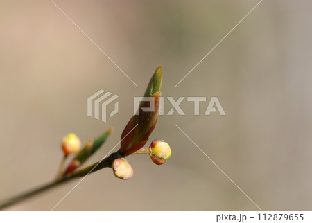 早春、クロモジの冬芽（花芽・葉芽、自然光＋ストロボ、マクロ接写撮影） 112879655