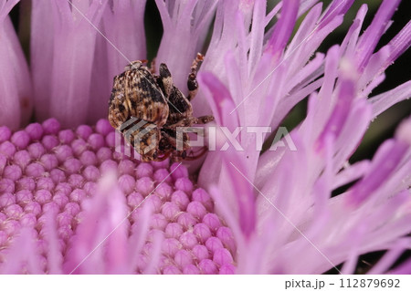 生き物　昆虫　ゲットウトゲムネサルゾウムシ、台湾原産の外来種。二〇一〇年には既に石垣島に分布している 112879692