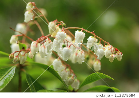 馬酔木の花と雫 112879694
