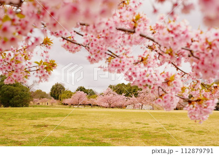 満開の河津桜と芝生の公園 112879791