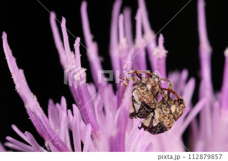 生き物 昆虫 ゲットウトゲムネサルゾウムシ、コロコロした体に長い口吻と大きな複眼 生き物 昆虫 ゲットウトゲムネサルゾウムシ、コロコロした体に長い口吻と大きな複眼 112879857