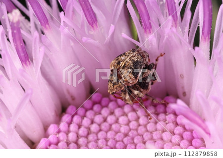 生き物 昆虫 ゲットウトゲムネサルゾウムシ、幼虫はゲットウをはじめハナミョウガ亜科の植物に寄生 生き物 昆虫 ゲットウトゲムネサルゾウムシ、幼虫はゲットウをはじめハナミョウガ亜科の植物に寄生 112879858