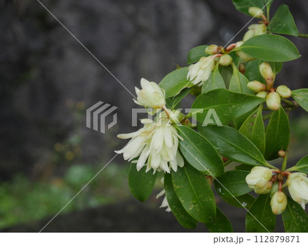 シキミの花 シキミの花 112879871