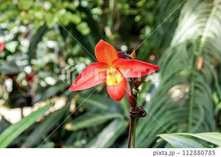 洋蘭、フラグミ・パディウム ミルブルック 112880785
