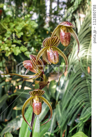 袋状の唇弁が特徴的なラン科植物、パフィオペディルム 112880788