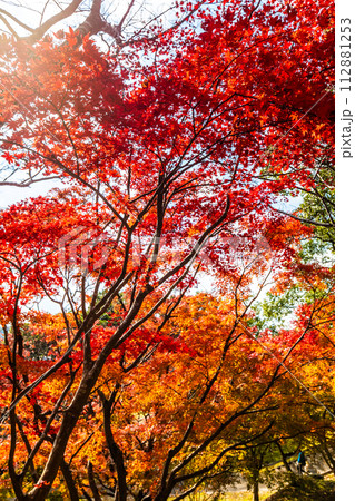 稲佐山公園の紅葉　【長崎市】 112881253