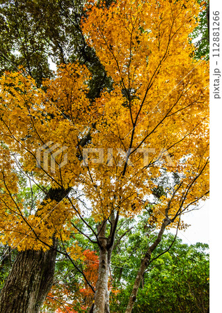 稲佐山公園の紅葉 【長崎市】 稲佐山公園の紅葉 【長崎市】 112881266