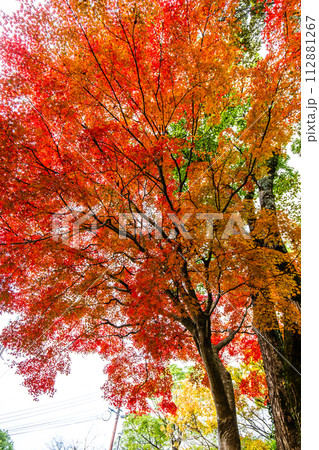 稲佐山公園の紅葉 【長崎市】 稲佐山公園の紅葉 【長崎市】 112881267
