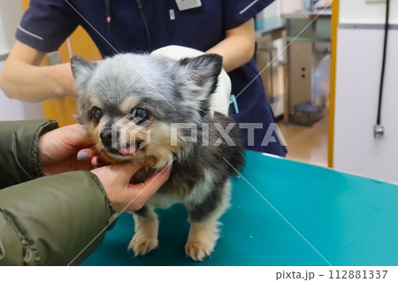 手術後の経過診療を受診する可愛いチワワの女の子むーちゃん♡ 112881337