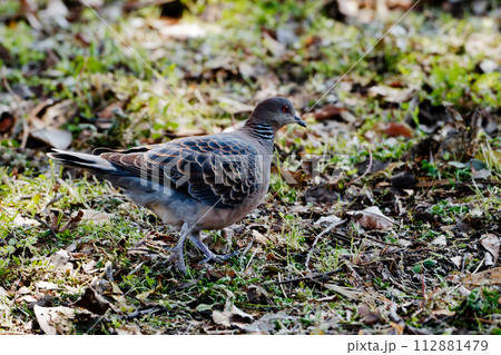 ハト科キジバトの採食行動 ハト科キジバトの採食行動 112881479